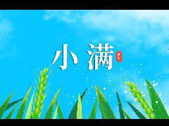 今日小滿